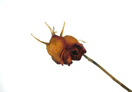 A dried red rose isolatedの写真素材