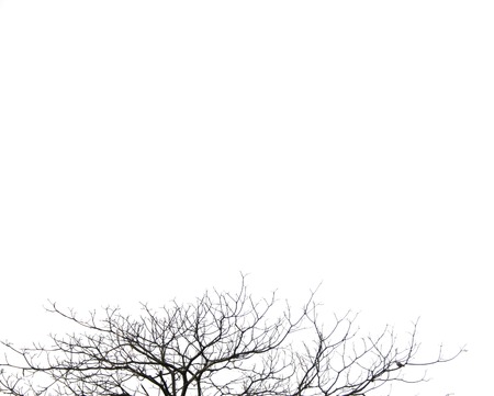 Bare Branches of a dead tree