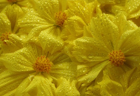 close-up of marigold flowerの写真素材