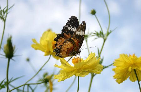 butterfly flying on marigold flowerの写真素材