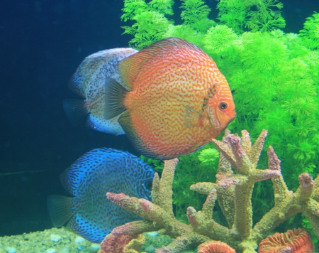 Symphysodon discus in an aquarium