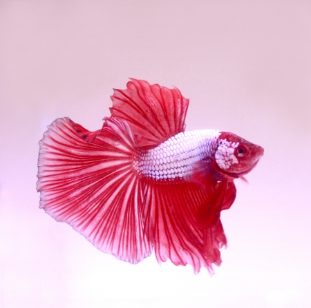 fighting fishの写真素材