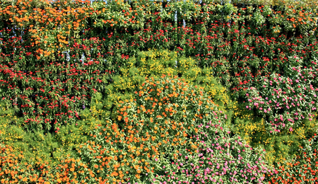 flower wall vertical gardenの写真素材