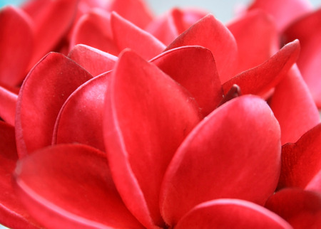 frangipani flower or Leelawadee flower