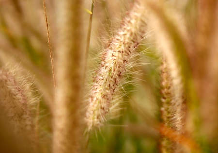 grass flower for background
