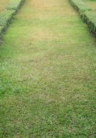 grass field pathway in parkの写真素材