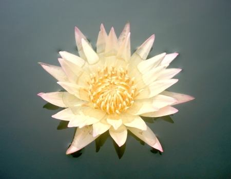 Pink Lotus Flowerの写真素材