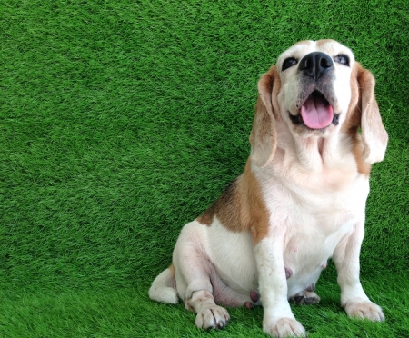 beagle. dog in the grassの写真素材