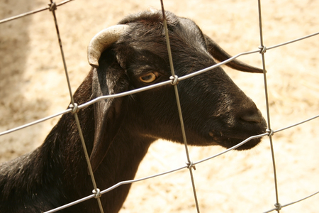 goat in the zooの写真素材