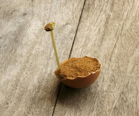 seedling growing in the sand