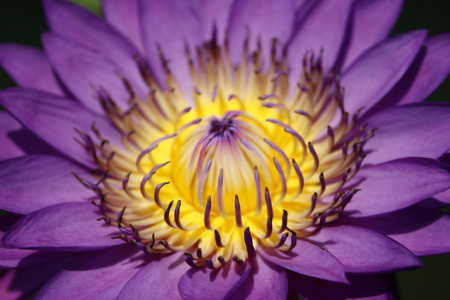 purple lotus の写真素材