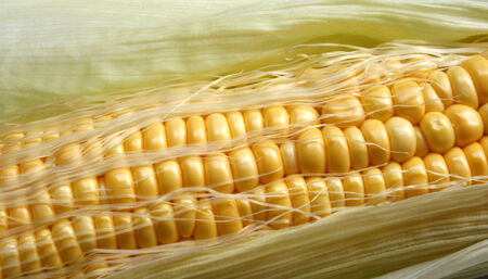 Grains of ripe corn