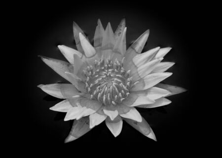 black color of Lotus or water lily flowerの写真素材