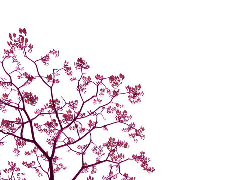 leaf isolated on white backgroundの写真素材