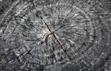 Wood texture of cut tree trunkの写真素材