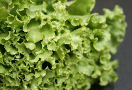 Fresh green lettuce