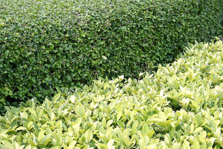 green leaf for background