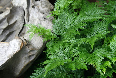 Detail of a beautiful leaf of Fern 