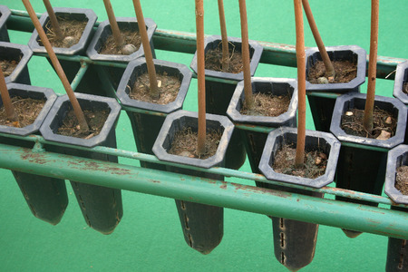 young plant. Seedlings of rubber treesの写真素材