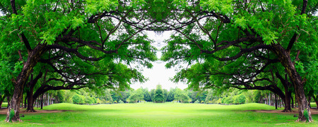 big tree in the parkの写真素材