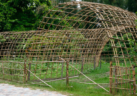 Old bamboo fence with green plantsの写真素材