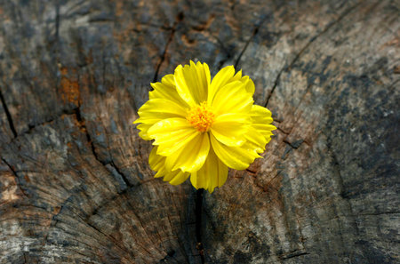 Marigold on grunge wooden tableの写真素材