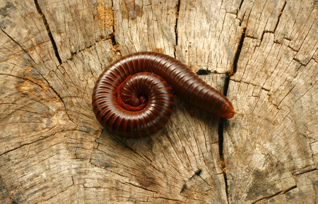 Close up Millipede (Blaniulidae) in defensive positionの写真素材