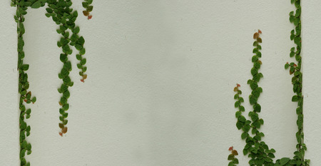 green leaves on wall for backgroundの写真素材