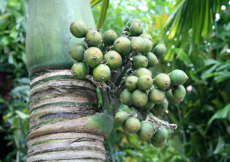 Betel palm nut fruit