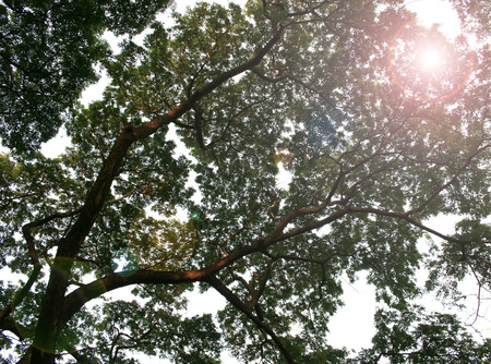 Bare Branches of a tree