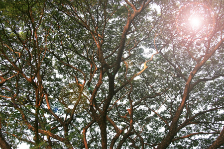 Bare Branches of a treeの写真素材