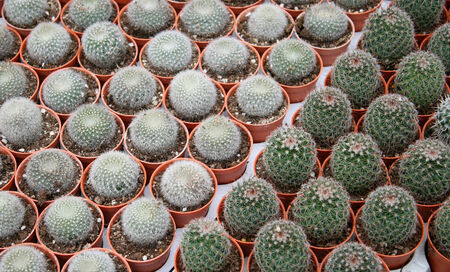 Cactus Plant