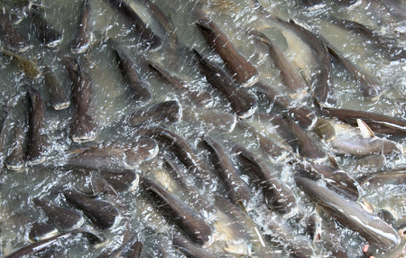 Many fish