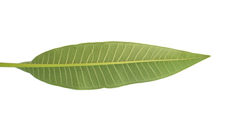Frangipani leaf isolated on white backgroundの写真素材
