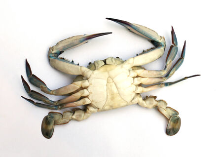 Blue crab isolated on white background