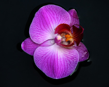 Pink cultivated orchid isolated over black backgroundの写真素材