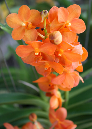 Flowers of orange orchidの写真素材