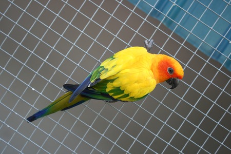 beautiful colorful parrot bird
