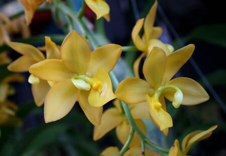 Full bloom of yellow orchid flowerの写真素材