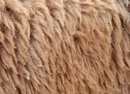 Sheepskin Backgroundの写真素材