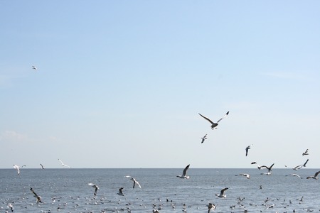 many seagull flying in skyの写真素材