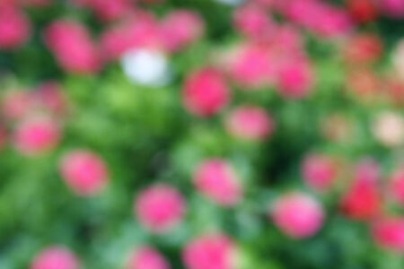 Natural Pink flowers blurred background. Defocused abstract backgroundの写真素材
