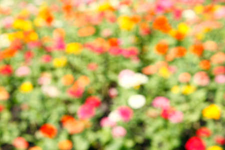 defocused flower in blurredの写真素材