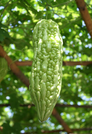 Bitter gourd hanging on vegetable tunnelの写真素材