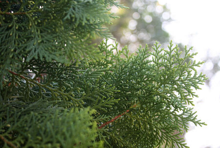 Leaves of pine tree and blur background