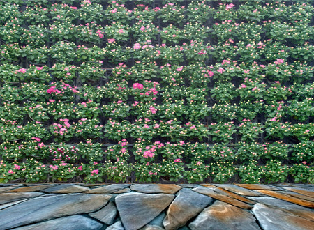 flowers on vertical gardenの写真素材