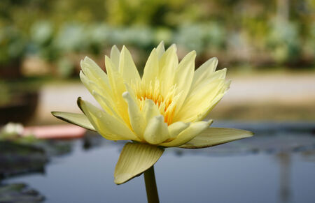 lotus in the pond with blur backgroundの写真素材