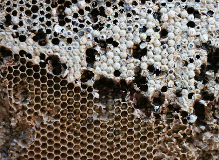 bee nest