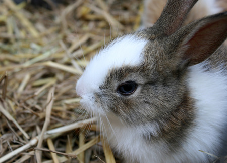 Little rabbitの写真素材