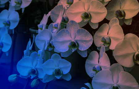 orchid blue blossom flower tropical close up(natural color of the real)の写真素材